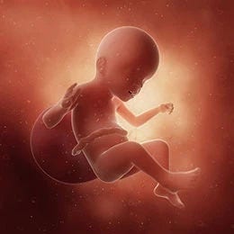 23 weeks fetus