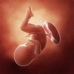 36 weeks fetus