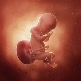 30 weeks fetus